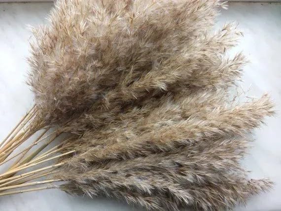 Pampas Grass Sticks for Decoration, Dried Grass Bunch, Boho Home Decor Items | Brown Natural Pampas Grass for Home Décor | for Living Room, Study Room, Floor Vase (Pack of 5, 54 Inch)