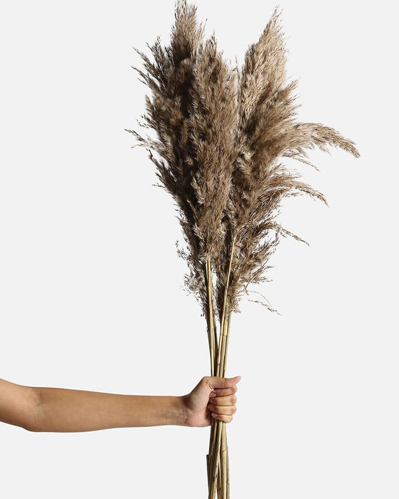 Pampas Grass Sticks for Decoration, Dried Grass Bunch, Boho Home Decor Items | Brown Natural Pampas Grass for Home Décor | for Living Room, Study Room, Floor Vase (Pack of 5, 54 Inch)