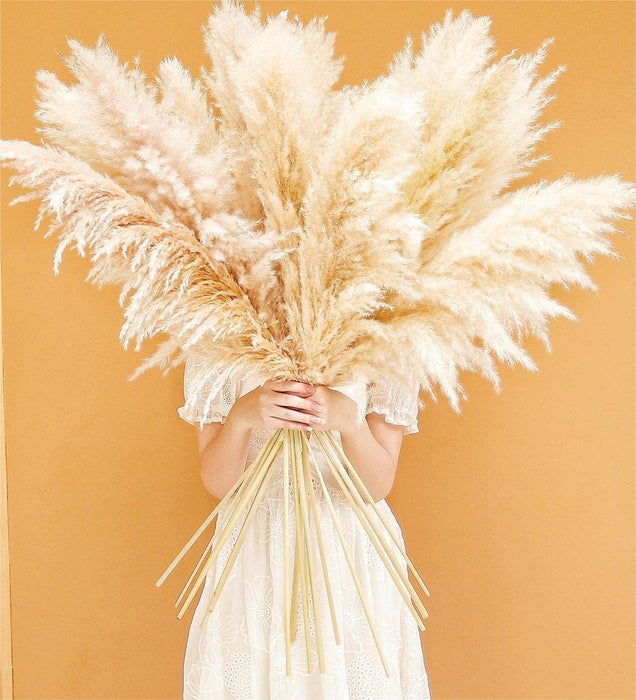 Pampas Grass Sticks for Decoration, Dried Grass Bunch, Boho Home Decor Items | Brown Natural Pampas Grass for Home Décor | for Living Room, Study Room, Floor Vase (Pack of 5, 54 Inch)
