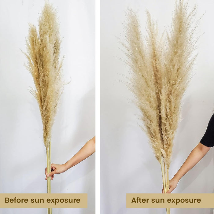Pampas Grass Sticks for Decoration, Dried Grass Bunch, Boho Home Decor Items | Brown Natural Pampas Grass for Home Décor | for Living Room, Study Room, Floor Vase (Pack of 5, 54 Inch)