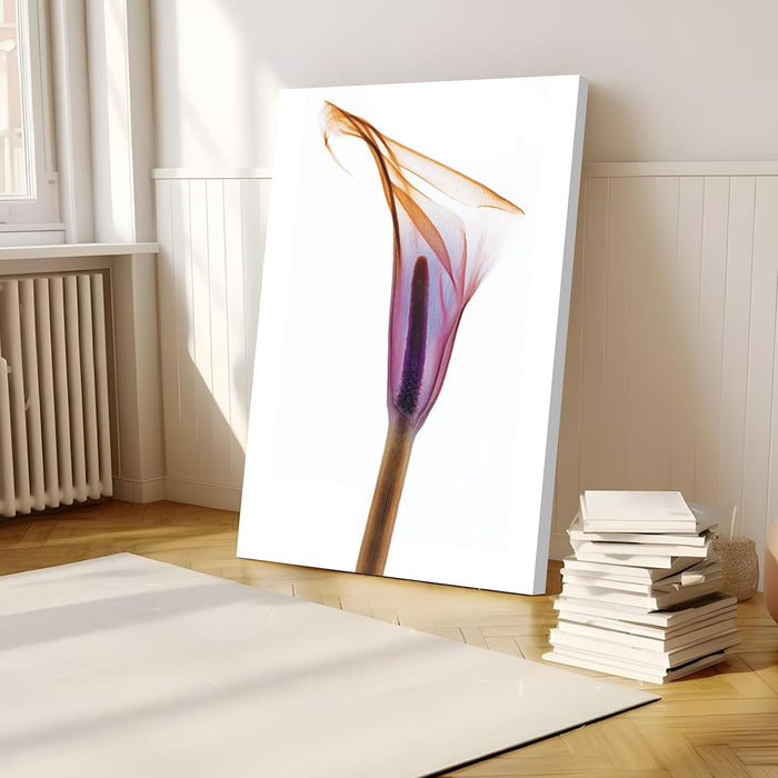 Floral Canvas Poster and Print Transparent Plant Flowers Calla lily Wall Art Canvas Painting Decor Picture Home Decoration, Design By Albert Koetsier (Size - 16x22 Inch )