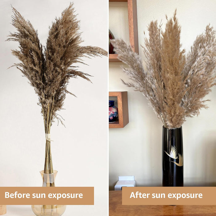 Pampas Grass Sticks for Decoration, Dried Grass Bunch, Boho Home Decor Items | Brown Natural Pampas Grass for Home Décor | for Living Room, Study Room, Floor Vase (Pack of 5, 54 Inch)
