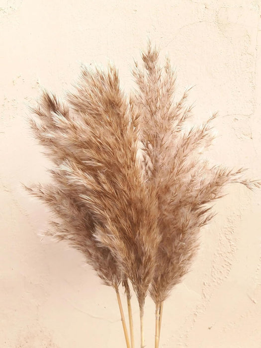 Pampas Grass Sticks for Decoration, Dried Grass Bunch, Boho Home Decor Items | Brown Natural Pampas Grass for Home Décor | for Living Room, Study Room, Floor Vase (Pack of 5, 54 Inch)