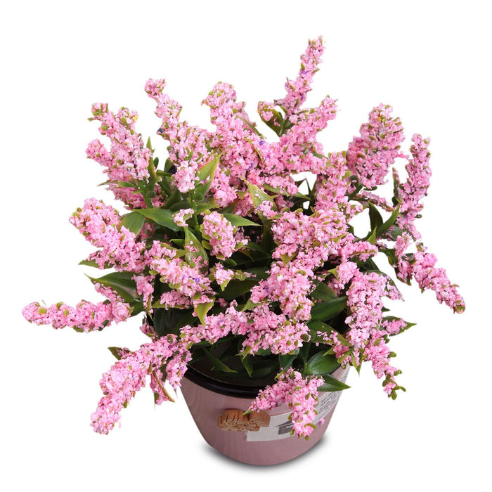 Artificial  Lavender Flower Plant for Indoor/Outdoor, Home & Office.