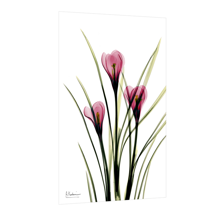 Floral Art Painting Digital Reprint Painting Flower Canvas art Print, Wall Painting For Living Room Decor, Design By Albert Koetsier