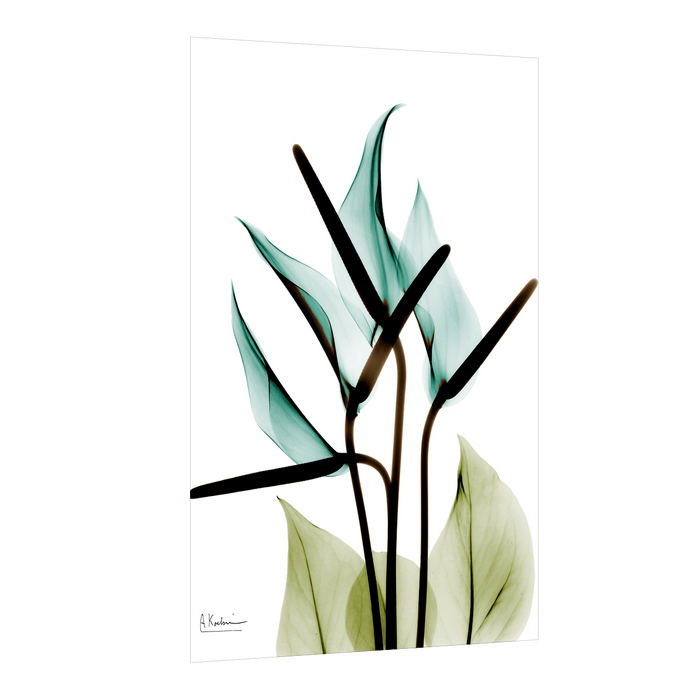 Floral Modern Beautiful Transparent Flower Canvas Paintings Wall Art Pictures Posters Prints Living Room Home Décor, Design By Albert Koetsier