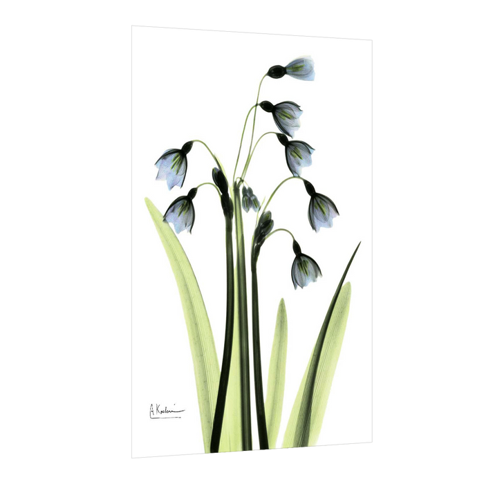 Beautiful Floral Transparent Flower Canvas Paintings Wall Art Pictures Posters Prints Living Room Home Décor, Design By Albert Koetsier