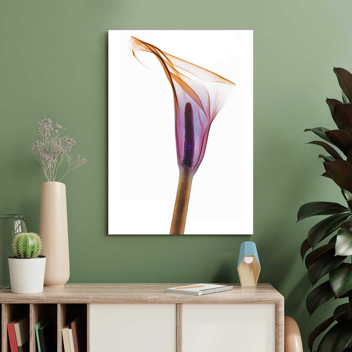 Floral Canvas Poster and Print Transparent Plant Flowers Calla lily Wall Art Canvas Painting Decor Picture Home Decoration, Design By Albert Koetsier