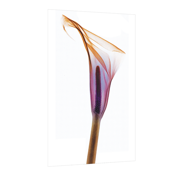 Floral Canvas Poster and Print Transparent Plant Flowers Calla lily Wall Art Canvas Painting Decor Picture Home Decoration, Design By Albert Koetsier