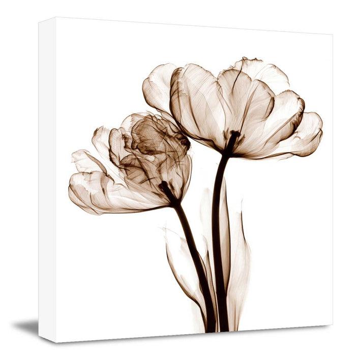 Nordic Style Modern X-Ray  Flower Canvas Painting Decorative Picture Home Room Wall Art Decor Poster, Design By Albert Koetsier