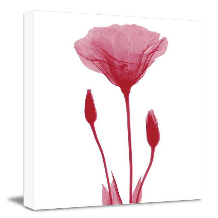 Flickering Pink Flowers Canvas Prints Wall Art Large Modern Abstract Paintings for Home Decorations,  Design By Albert Koetsier